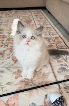 Purebred Ragdoll kittens