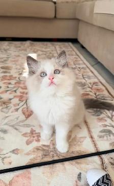 Purebred Ragdoll kittens - Photo 2