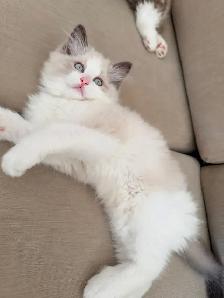 Purebred Ragdoll kittens - Photo 3