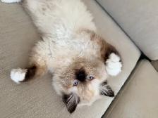 Purebred Ragdoll kittens - Photo 4