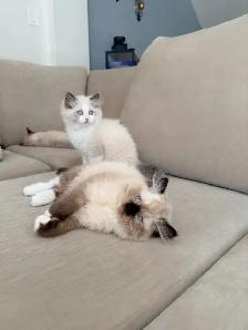 Purebred Ragdoll kittens - Photo 5