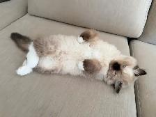 Purebred Ragdoll kittens - Photo 6