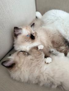 Purebred Ragdoll kittens - Photo 7