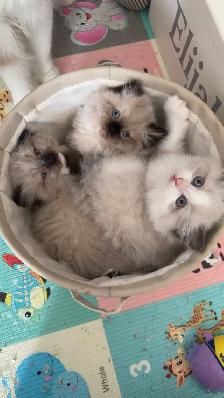 Purebred Ragdoll kittens - Photo 8