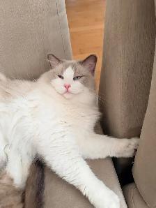 Purebred Ragdoll kittens - Photo 9