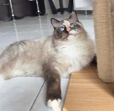 Purebred Ragdoll kittens - Photo 10