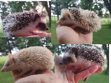 Sale ends soon❤️ Baby girl hedgehogs 220! Text to reply.