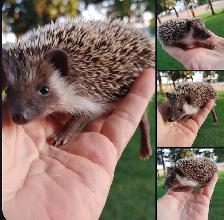 Sale ends soon❤️ Baby girl hedgehogs 220! Text to reply. - Photo 2