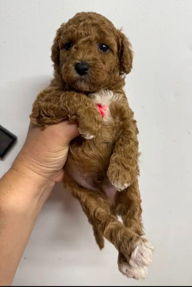 Mini Poddle Male Puppy