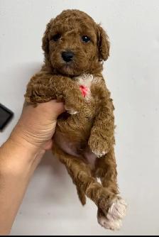 Mini Poddle Male Puppy