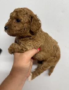 Mini Poddle Male Puppy - Photo 2