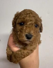 Mini Poddle Male Puppy - Photo 3