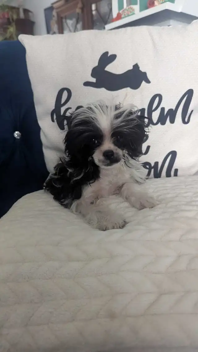 Shih-Tzu Cross Puppy