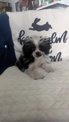 Shih-Tzu Cross Puppy