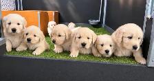 Golden retriever - Photo 2