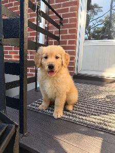 Golden retriever - Photo 3