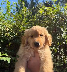 Golden retriever - Photo 4