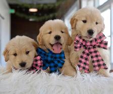 Golden retriever - Photo 7