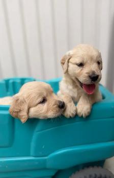 Golden retriever - Photo 9