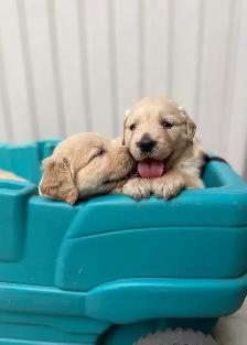 Golden retriever - Photo 10