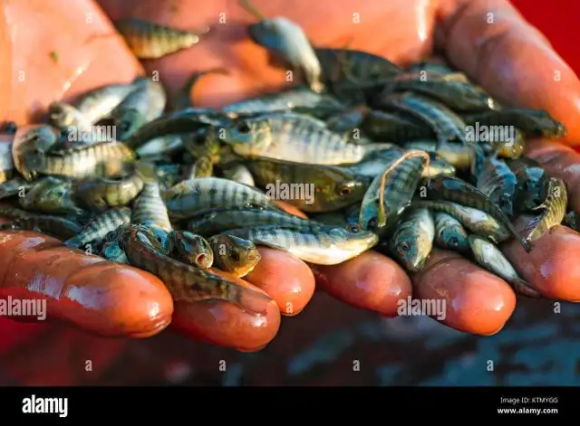 NILE TILAPIA FINGERLINGS AVAILABLE!