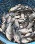 NILE TILAPIA FINGERLINGS AVAILABLE! - Photo 2