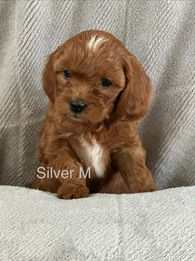 CAVAPOO MINI’S