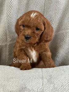 CAVAPOO MINI’S
