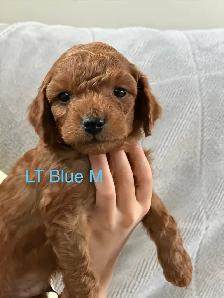 CAVAPOO MINI’S - Photo 2