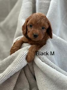 CAVAPOO MINI’S - Photo 3