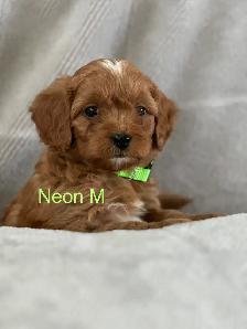 CAVAPOO MINI’S - Photo 4