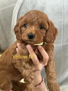 CAVAPOO MINI’S - Photo 5
