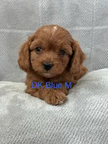 CAVAPOO MINI’S - Photo 6