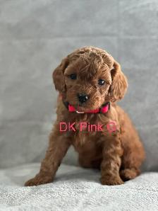 CAVAPOO MINI’S - Photo 7