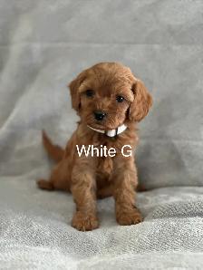 CAVAPOO MINI’S - Photo 8