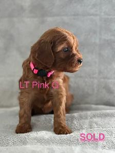 CAVAPOO MINI’S - Photo 9