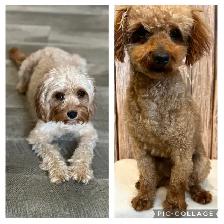 CAVAPOO MINI’S - Photo 10