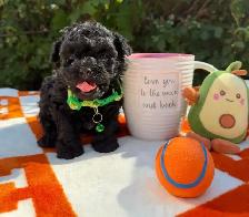Caniche Toy Toy poodle