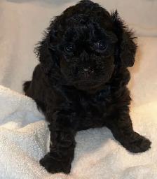 Caniche Toy Toy poodle - Photo 2