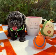Caniche Toy Toy poodle - Photo 3