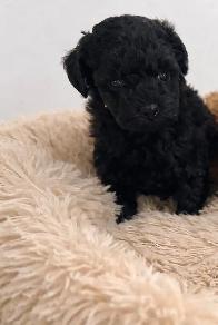 Caniche Toy Toy poodle - Photo 4