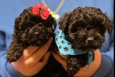 Caniche Toy Toy poodle - Photo 5