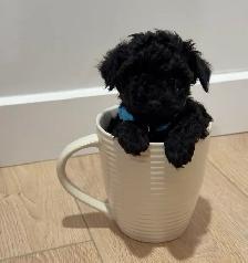 Caniche Toy Toy poodle - Photo 6