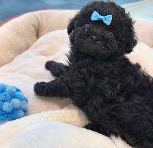 Caniche Toy Toy poodle - Photo 7