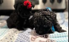 Caniche Toy Toy poodle - Photo 8