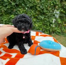 Caniche Toy Toy poodle - Photo 9