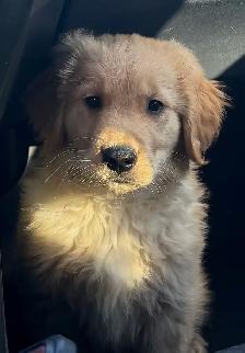 Golden retriever - Photo 7
