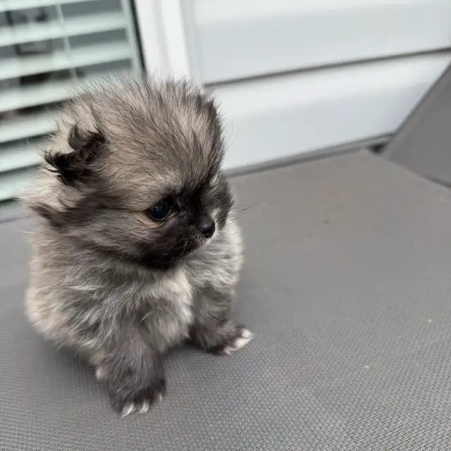 adorable doll faced Pomeranian girl