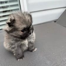 adorable doll faced Pomeranian girl