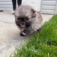 adorable doll faced Pomeranian girl - Photo 2